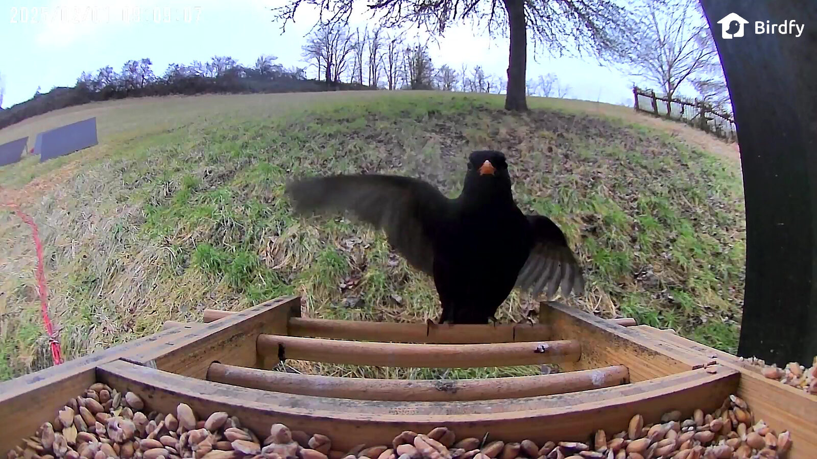 Eine Amsel mit ausgebreiteten Flügeln landet auf der Futterstation